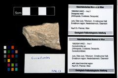 Foto (Objekt + Etikett) von Goniodromites sp.  (NHMW-GEO-1990-0041-4402)